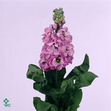 Matthiola Centum Donker Rose (Stock)