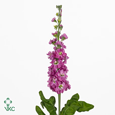 Stock Matthiola Rose