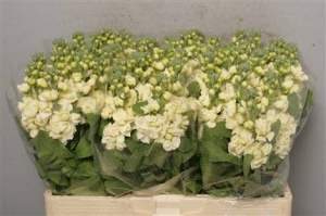 Matthiola incana Phantom Cream (Stock)