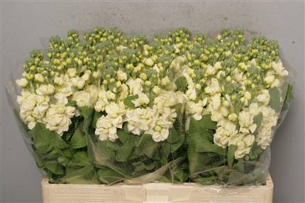 Matthiola incana Phantom Cream (Stock)