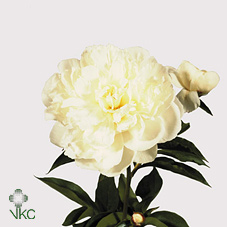 Peony Rose Duchesse D Nemo
