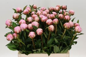 Peony Rose -  Sarah Bernhardt