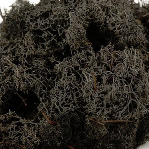 Dried Reindeer Moss - Black