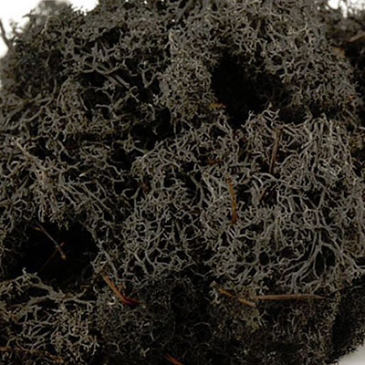 Dried Reindeer Moss - Black