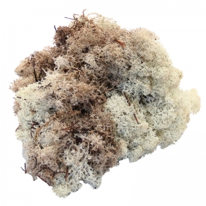 Dried Reindeer Moss - Natural