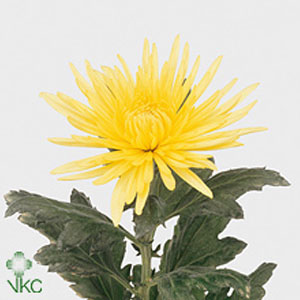 Chrysanthanum G Anastasia Yellow