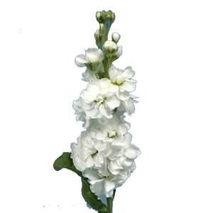 Stock Matthiole White
