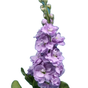 Stock Matthiole Lavender