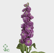 Stock Matthiole Purple