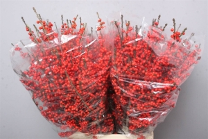 Ilex  Berry 60CM