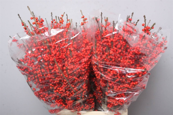 Ilex  Berry 60CM