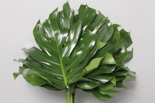 Monstera Blad 35cm