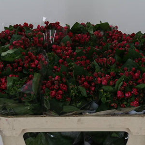 Bouvardia Bordeaux