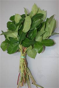 Greenery - Salal Leaves