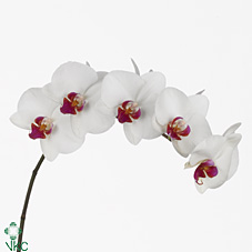 Orchids - Phalaen Red Lips
