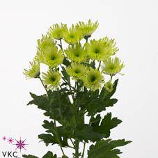 Chrysanthanum T Delianne Green