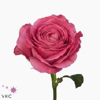 Rose Cerise Small Kenyan