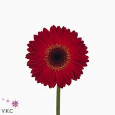 Gerbera Mi (Mini) Red