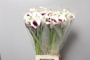 Calla Lily Ov Vermeer