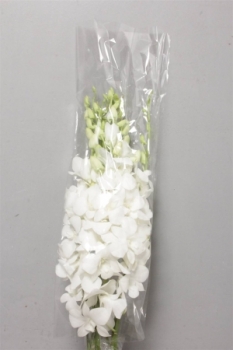 Orchid - Dendrobium White