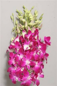 Orchid - Dendrobium Pink