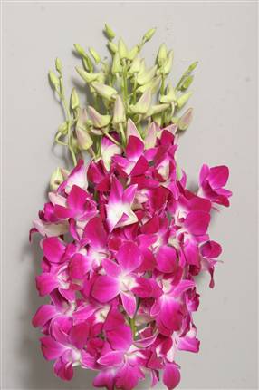 Orchid - Dendrobium Pink