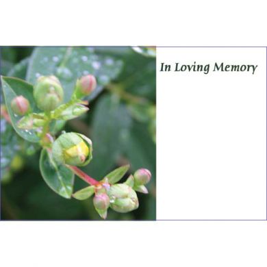 In Loving Memory, Raindrops & Buds