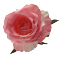 King Head Rose  Pink