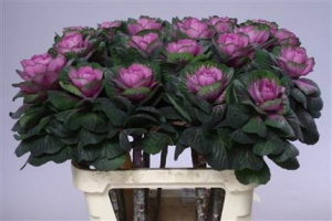 Brassica Red Crane (Red) 2
