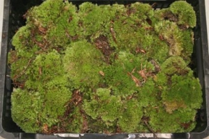 Greenery - Moss Bol Moss