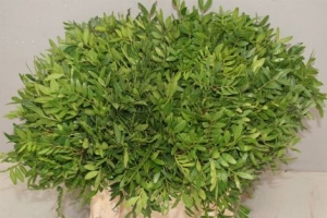 Greenery - Pistache (bunch)