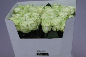 Rose (Large Head) White Naomi (white)