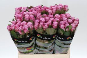Rose (Large Head) Maritim Lilac