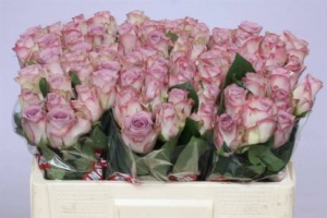 Rose (Medium Head) Memory Lane (lilac)