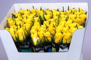 Rose (Medium Head) Moonwalk (yellow)