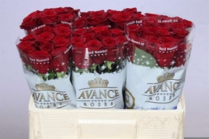 Rose (Large Head) Red Naomi (red)