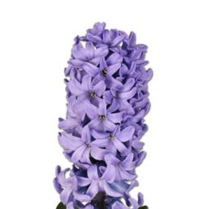 Hyacinth Delft Blue