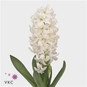 Hyacinth Aiolos White