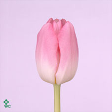 Tulip En First Class (pink)