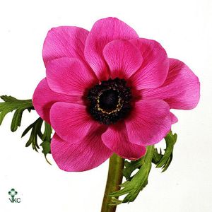 Anemone (Pink)