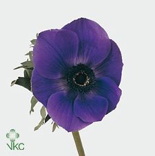Anemone (Blue)