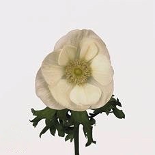 Anemone (white)