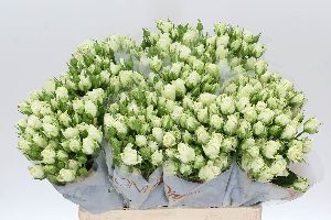 Spray Rose White