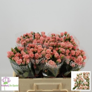 Spray Rose Pink