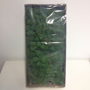 Dried Reindeer Moss - Green