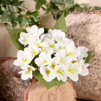 Primula x 25 Flowers Cream