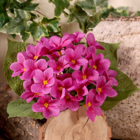 Violet Plant x 24 Flowers 4 Leaves Mauve