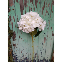 White Hydrangea